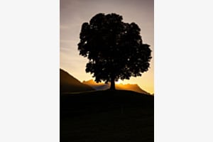 Verwurzelte Schönheit im Abendlicht 