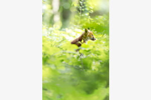 En chasse En chasse
