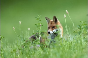 Foxy Lady Foxy Lady