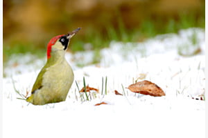 Grünspecht im Märzenschnee