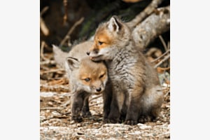 Fox Twins Fox Twins