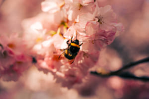Hummel
