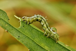 Raupe mit Wassertropfen