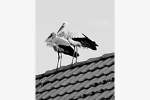 Storch