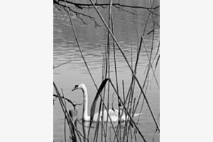 Schwan