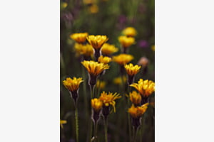 Blumenzauber