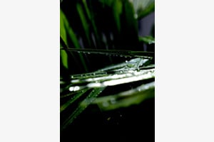Regenwald