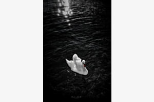 Ein Schwan so weiss wie Schnee...