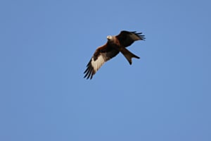 auf der Jagd