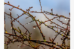 Nasses Frühlingserwachen