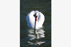stolzer Schwan