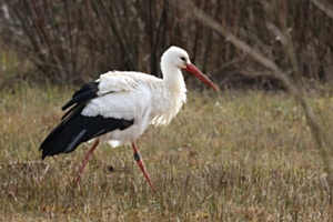 spazierender Storch
