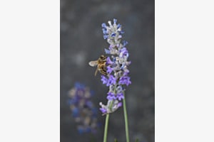 fleissige Biene