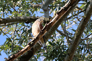 neugieriger Turmfalke