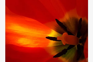 Tulpe