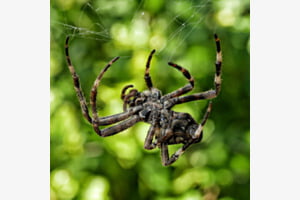 SPINNE