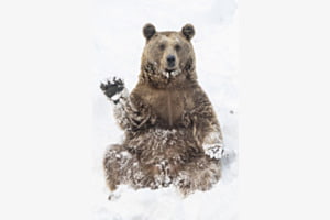 Schneebär Schneebär