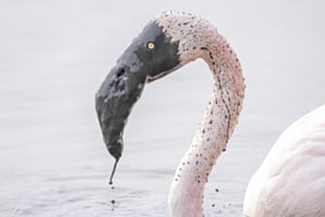 Schlammvogel Schlammvogel