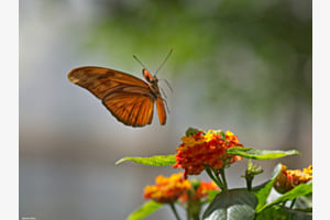 Flieg Schmetterling flieg