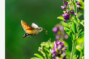 Taubenschwänzchen im Anflug