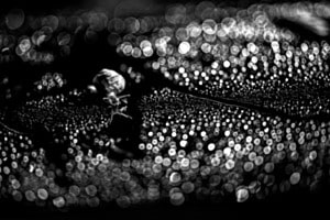 Schnecke im Gegenlicht