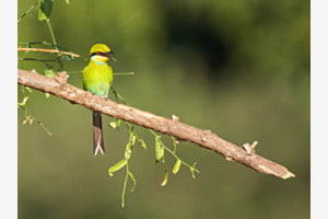 swallow tailed bee eater