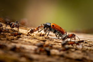 Fight