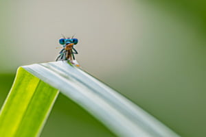 Auge in Auge mit dem Raubtier