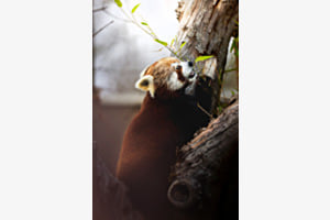 KLEIN PANDA 