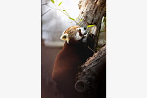 Pandaglück Pandaglück