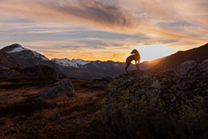 Hund im Bergtraum im Sonnenuntergang Hund im Bergtraum im Sonnenuntergang
