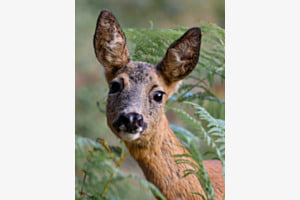 Wachsame Augen