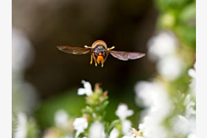Sie jagt Bienen – und ich sie mit der Kamera
