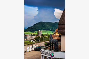 Das Balkonross staunt