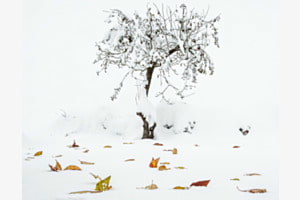 Ruhe im Schnee