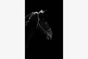 Dark Stallion
