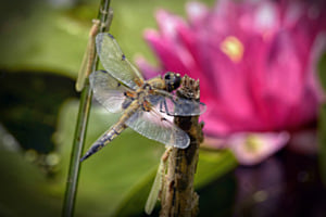 Makro