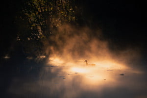 Goldener Morgen-Nebel Goldener Morgen-Nebel