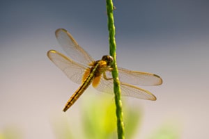Wanderlibelle