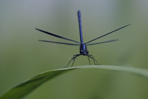 Supercopter