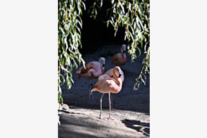 Pretty Flamingo