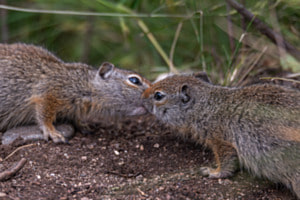 Kiss Kiss