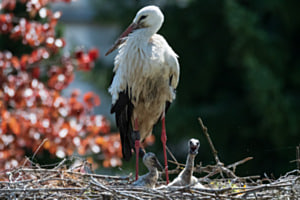Zwei hungrige Schnäbelchen Zwei hungrige Schnäbelchen