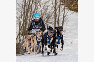 Schlittenhunderennen Schlittenhunderennen