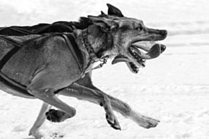Schlittenhunderennen Schlittenhunderennen