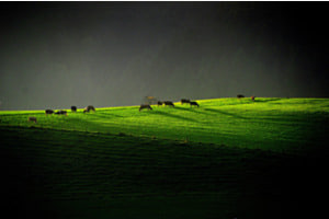 Herstweide 