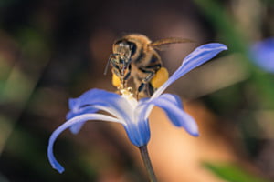 Naschen im Blütenstaub Naschen im Blütenstaub
