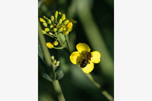 Biene oder Schmetterling? Biene oder Schmetterling?