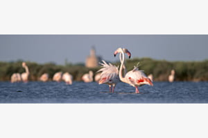 Flamingos Flamingos