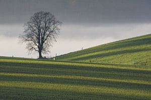 Kornfeld im Spätherbst